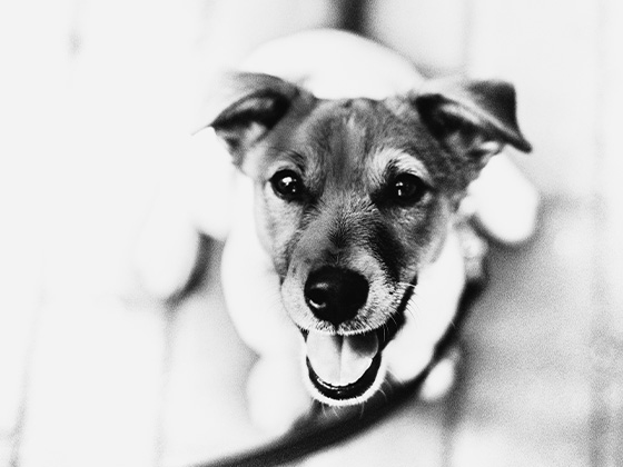 Autohaussued.de Hund